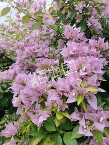 超级大花 金叶新加坡宫粉(金夫人)三角梅扦插苗