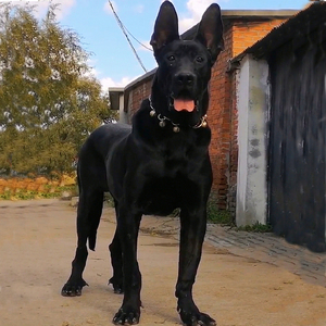 黑狼幼犬纯种黑狼犬中华墨界纯黑色活体狼狗猎犬军犬幼崽大型巨型
