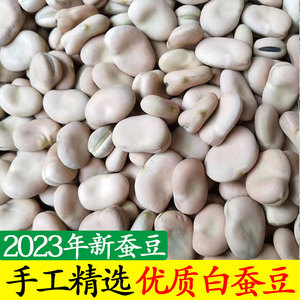 2023年精选白皮干蚕豆农家大颗粒生蚕豆种子馋豆新鲜罗汉豆胡豆粒