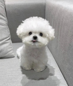 比熊幼犬小宠物纯种迷你比熊博美茶杯犬长不大狗狗小白狗活体宠物