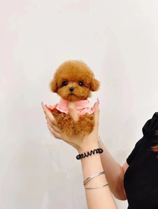 花贵宾犬