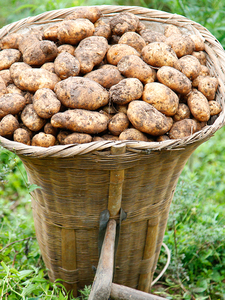 贵州洋芋土豆威宁