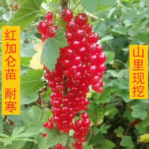 红加仑树苗当年结果