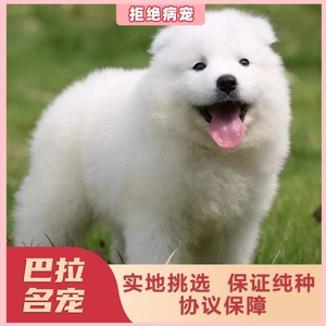 上海基地    出售纯种萨摩耶犬幼犬微笑天使萨摩耶犬活体宠物狗