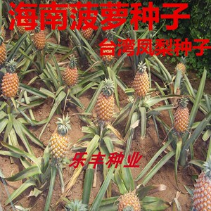 海南菠萝种子 台湾进口凤梨种子营养价值高南北均可以种植 发芽高