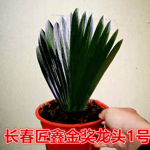 长春君子兰立板