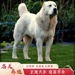出售纯种中亚牧羊犬幼犬家养看家护卫狗俄罗斯超大型巨型犬猎狼犬