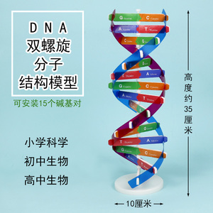 学生用DNA分子双螺旋结构模型CGAT碱基对手工DIY小制作遗传基因小学科学初中高中生物生命科学教学仪器器材