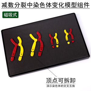 组件有丝分裂高中生物学生分组实验教学仪器实验器材教具1人付款25