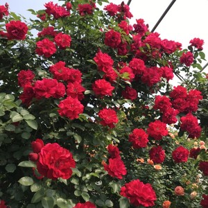 经典藤本月季花苗 御用马车 大花浓香爬藤蔷薇 可做拱门 带花发货