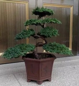 迎客松小盆景