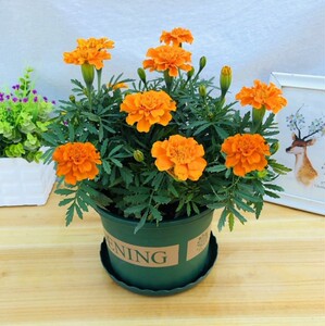 万寿菊盆栽孔雀草非洲菊花耐寒耐热好养四季不断开花净化空气绿植