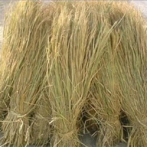 新天然干稻草秸秆做霉豆腐的禾秆稻草屋顶装饰草帘子稻柴草绳谷草
