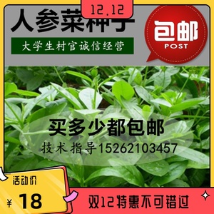 人参菜种子 土人参 高丽参 特色蔬菜 叶用人参 东洋菜 土洋参包*