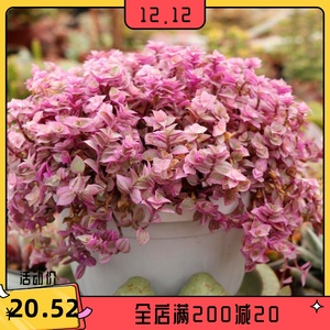 胭脂云群生多头新手好养多肉植物组合盆栽办公室绿植花卉萌肉肉