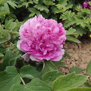 50不想长大时间行走淘宝紫蓝魁,牡丹,菏泽张鹏,正宗千层重瓣盆栽