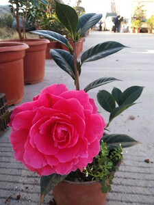 云南有名茶花桃红恨天高