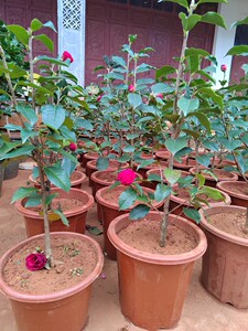 拉力皮特茶花