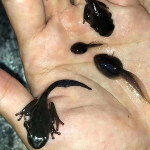 姥爷树蛙蝌蚪活体蝌蚪包邮角蛙树蛙幼苗活蝌蚪树蛙蝌蚪包邮保活