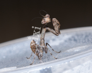 中印枝螳 树枝螳螂 中型种类 宠物活体昆虫 科普礼物