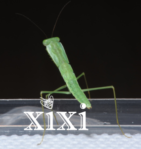 亚叶背螳 云南叶背 宠物螳螂 大型种类 宠物活体昆虫 科普礼物