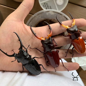 翔飞购物网淘宝孔夫子锯子锹 甲虫  成虫 锹甲 花金龟 甲虫宠物