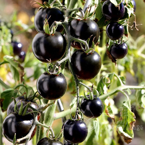 黑妖姬番茄种苗阳台盆栽小黑柿子种孑苗农家黑西红柿蔬菜种籽大全