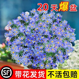 蓝色玛格丽特花苗带花苞菊花大花卉植物室内外阳台四季开花好养活