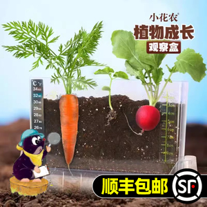 儿童种植小盆栽小农场发芽小植物小花农迷你小农场根系生长观察窗