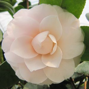 粉白系列淡粉茶花-郭基-名贵山茶品种年宵花卉带花苞好养冬季春季