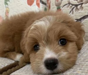 中华田园犬家养幼犬土狗小狗杂交狗黑白花狗小体大黄狗活体小土狗