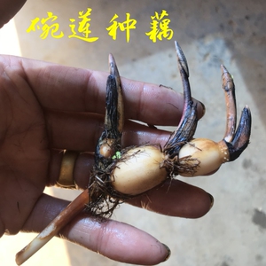 碗莲种藕鞭微型迷你小荷花块根茎带芽苞四季开花水生植物室内外花