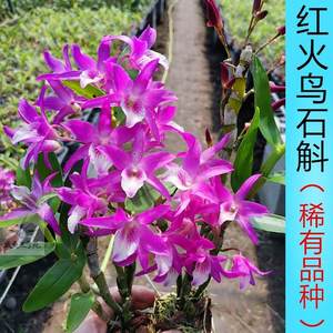 稀有名贵红火鸟石斛带花苞铁皮石斛盆栽石斛花金钗石斛兰花卉包邮