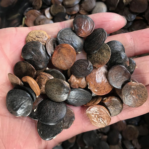 绿州种业淘宝家庭园艺美国凌霄花种子阳台盆栽景观绿化花籽爬藤植物