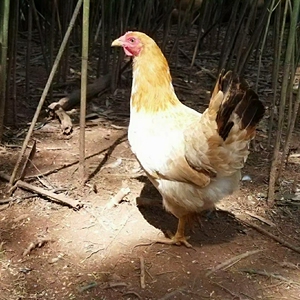 土鸡婆老母鸡现杀