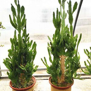 千佛手仙人掌植物