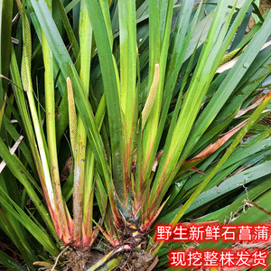 新鲜石菖蒲红心昌蒲九节昌蒲野生植物苗室内微景盆栽绿植龟石昌蓬