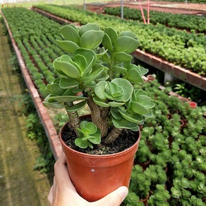 金钱木多肉植物包邮-淘宝拼多多热销金钱木多肉植物包邮