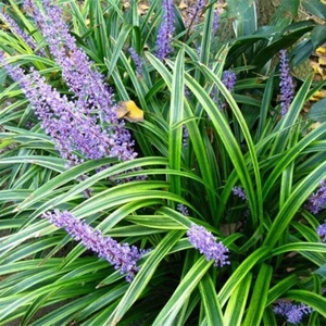 吉祥如意的吉祥草 金边麦冬四季常青 盆栽地栽水培室内外观赏植物