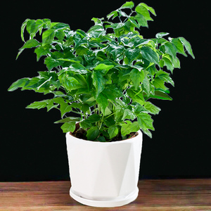 幸福树盆栽植物四季常青办公室内好养盆景净化空气吸甲醛桌面绿植