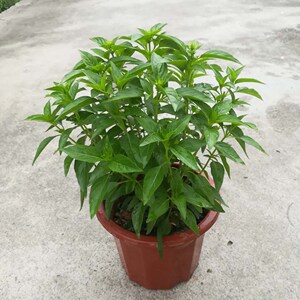 金不换食用植物驱蚊草九层塔植株芳香鱼香草盆栽草本潮汕食品绿植