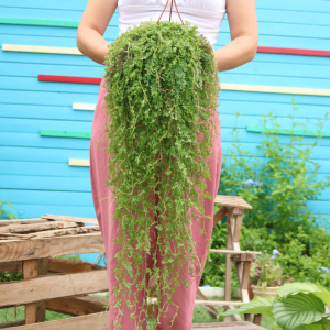 翠云草盆栽 变色龙吊兰绿植室内阳台垂吊植物 会变色吊兰植物盆栽