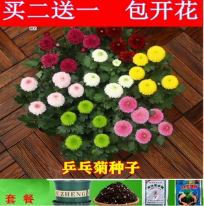 80tb4720498404淘宝乒乓菊种子阳台室内外庭院盆栽绿植物球菊花四季