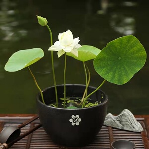 微型碗莲种藕小型荷花盆栽莲花苗根茎藕鞭四季开花室内外水培植物