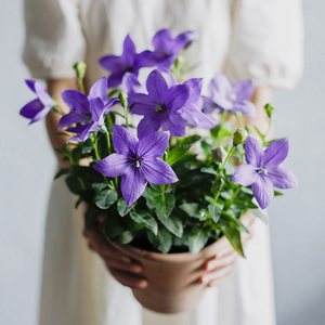 种花王大爷 中华桔梗花卉盆栽阳台庭院花苗四季花草植物室内耐寒