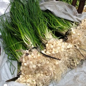 新鲜野葱 苦藠 苦茭 小蒜小根蒜薤白香葱西葱野菜挖现整箱1斤