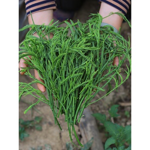 云南德宏傣族特产臭菜野菜新鲜野生傣味刺老芽代餐高蛋白当季蔬菜