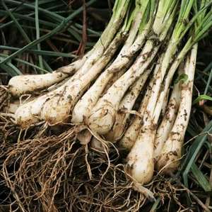 3斤装湖南新鲜农家自种荞头带须带苗茭头蔬菜荞白头藠头子教头