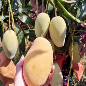 海南昌江特产黄玉芒果精品大果当应季青皮整箱十斤礼盒装新鲜水果