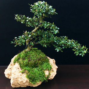 吸水石植物原石绿植天然上水石花盆微景观赏多肉文竹专用石槽花盆